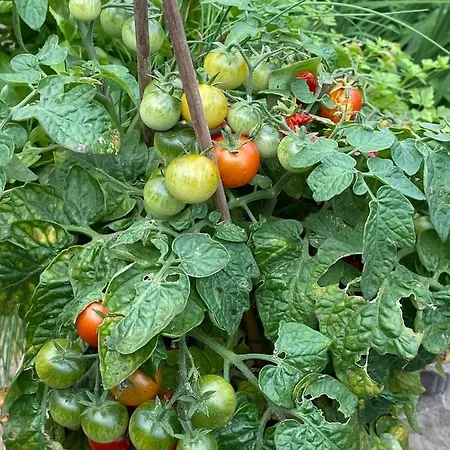 Erichshagener Ferienlaube בית נופש Erichshagen